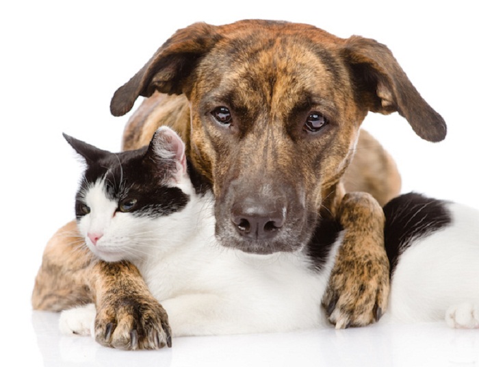 4 Octobre: C`est la journée mondiale des animaux !